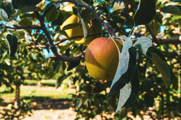 An apple tree filled with lots of ripe fruit